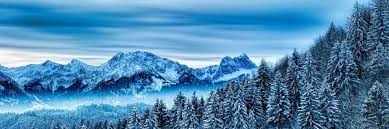 Attēlu rezultāti vaicājumam “Lamproderma nigrescens young”