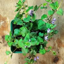 Attēlu rezultāti vaicājumam “Glechoma hederacea leaf”