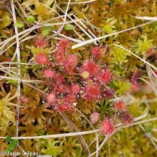 Attēlu rezultāti vaicājumam “Drosera x obovata leaf”