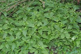 Attēlu rezultāti vaicājumam “Circaea lutetiana bud”