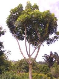 Attēlu rezultāti vaicājumam “Badhamia capsulifera var. arborea sessile”