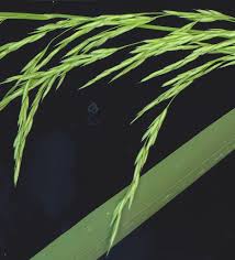 Attēlu rezultāti vaicājumam “Cinna latifolia fruit”