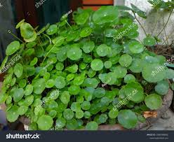 Attēlu rezultāti vaicājumam “Hydrocotyle vulgaris”