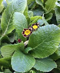 Image result for Primula elatior