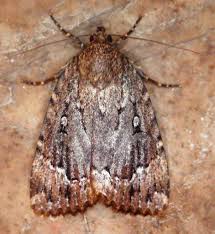 Attēlu rezultāti vaicājumam “Amphipyra”