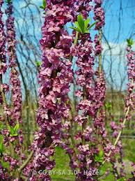 Attēlu rezultāti vaicājumam “Daphne mezereum leaf”