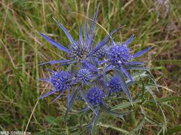 Attēlu rezultāti vaicājumam “Cratarellus cornucopioides”