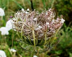 Attēlu rezultāti vaicājumam “Daucus carota subsp. carota fruit”