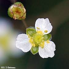 Attēlu rezultāti vaicājumam “Alisma gramineum flower”