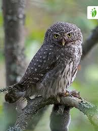 Attēlu rezultāti vaicājumam “Glaucidium passerinum”