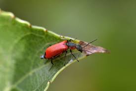 Attēlu rezultāti vaicājumam “Pyrochroa coccinea”