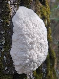 Attēlu rezultāti vaicājumam “Diachea subsessilis young”