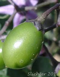 Attēlu rezultāti vaicājumam “Solanum dulcamara fruit”