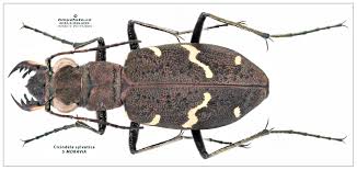 Attēlu rezultāti vaicājumam “Cicindela sylvatica”