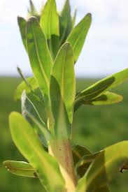 Attēlu rezultāti vaicājumam “Euphorbia palustris leaf”