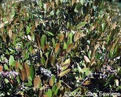 Attēlu rezultāti vaicājumam “Chamaedaphne calyculata leaf”