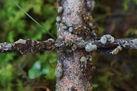 Attēlu rezultāti vaicājumam “Lignydium muscorum”