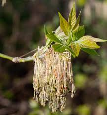 Attēlu rezultāti vaicājumam “Acer negundo female flower”