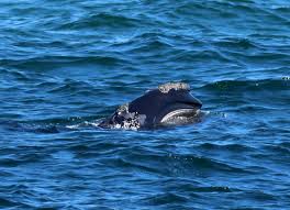 Image result for Eubalaena glacialis