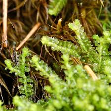 Attēlu rezultāti vaicājumam “Trilophozia quinquedentata”