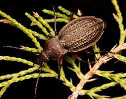 Attēlu rezultāti vaicājumam “Carabus cancellatus”