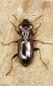 Attēlu rezultāti vaicājumam “Notiophilus biguttatus”