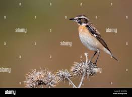 Attēlu rezultāti vaicājumam “Saxicola rubetra adult”