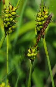 Attēlu rezultāti vaicājumam “Carex hostiana”