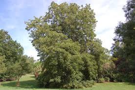 Attēlu rezultāti vaicājumam “Aesculus flava leaf”