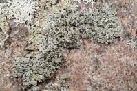 Attēlu rezultāti vaicājumam “Mycoblastus sanguinarius”