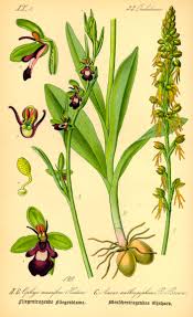 Attēlu rezultāti vaicājumam “Ophrys insectifera flower”