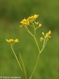 Attēlu rezultāti vaicājumam “Rorippa amphibia leaf”