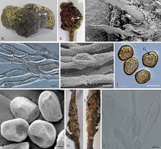Attēlu rezultāti vaicājumam “Ochropsora ariae spores”