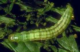 Attēlu rezultāti vaicājumam “Agonopterix alstromeriana”