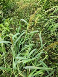 Attēlu rezultāti vaicājumam “Echinochloa crus-galli”