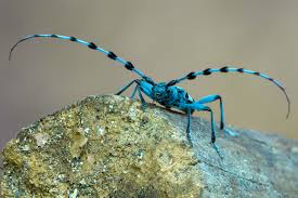 Attēlu rezultāti vaicājumam “Dendrophagus crenatus”