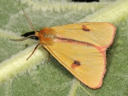 Attēlu rezultāti vaicājumam “Diacrisia sannio female”