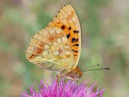 Attēlu rezultāti vaicājumam “Argynnis adippe”