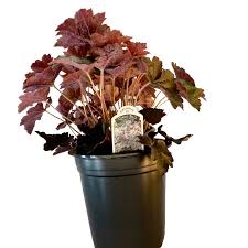 Image result for Heuchera `Palace Purple`