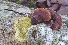 Attēlu rezultāti vaicājumam “Trametes hirsuta”