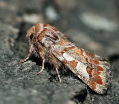 Attēlu rezultāti vaicājumam “Panolis flammea”