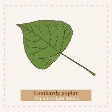 Attēlu rezultāti vaicājumam “Populus nigra Italica leaf”