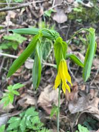 Attēlu rezultāti vaicājumam “Uvularia grandiflora”