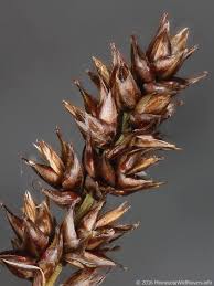 Attēlu rezultāti vaicājumam “Carex diandra”