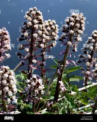 Image result for Petasites officinalis