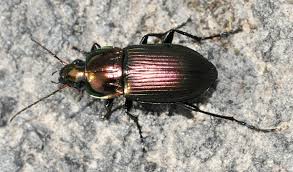 Attēlu rezultāti vaicājumam “Poecilus versicolor”