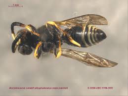 Attēlu rezultāti vaicājumam “Ancistrocerus sp. male”