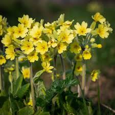 Image result for Primula elatior