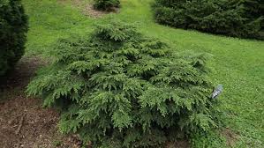 Attēlu rezultāti vaicājumam “Tsuga canadensis”