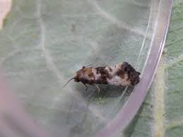 Attēlu rezultāti vaicājumam “Eupoecilia angustana”